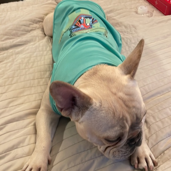 Green dinosaur 🦖 shirt dog xl my dog is 28 pounds it’s loose on him puppy - Picture 6 of 6